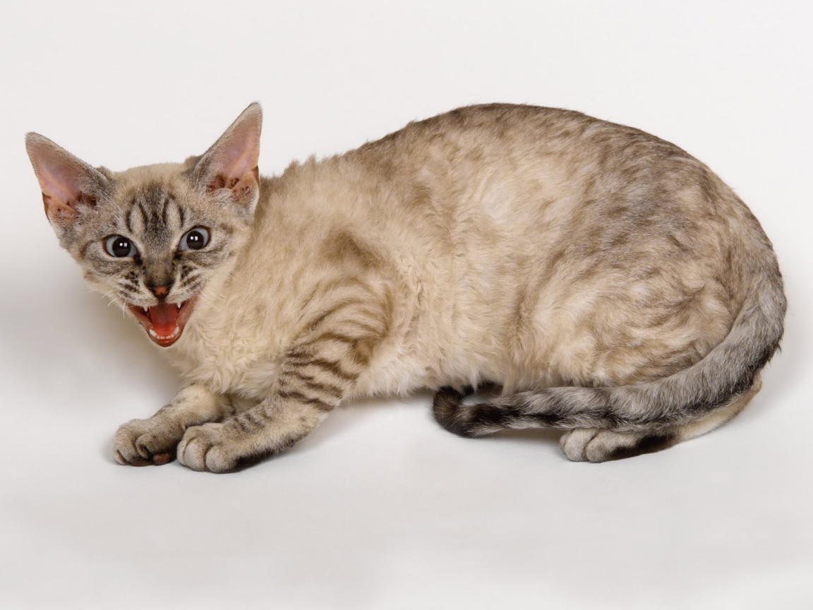 Злой кот кимрик