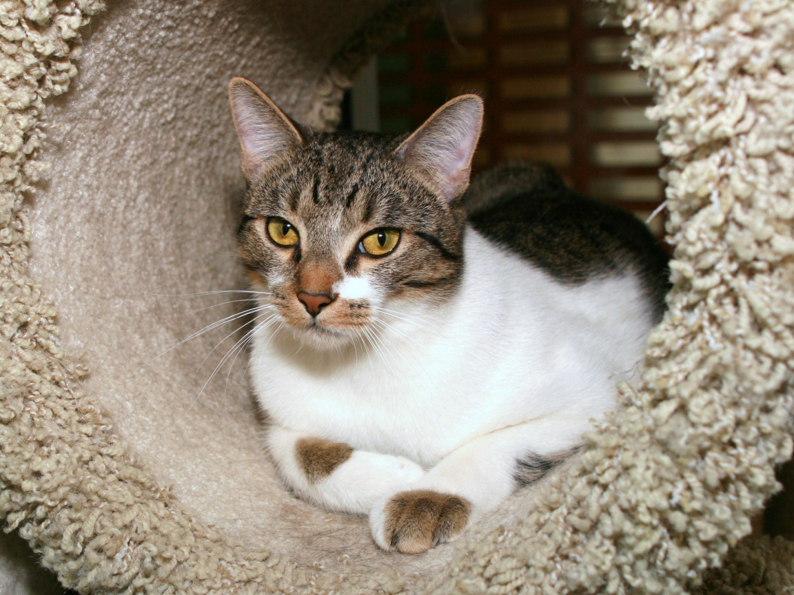 Азиатская табби в домике