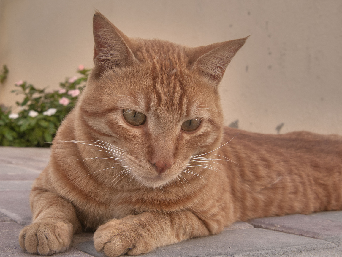 Рыжий аравийский мау