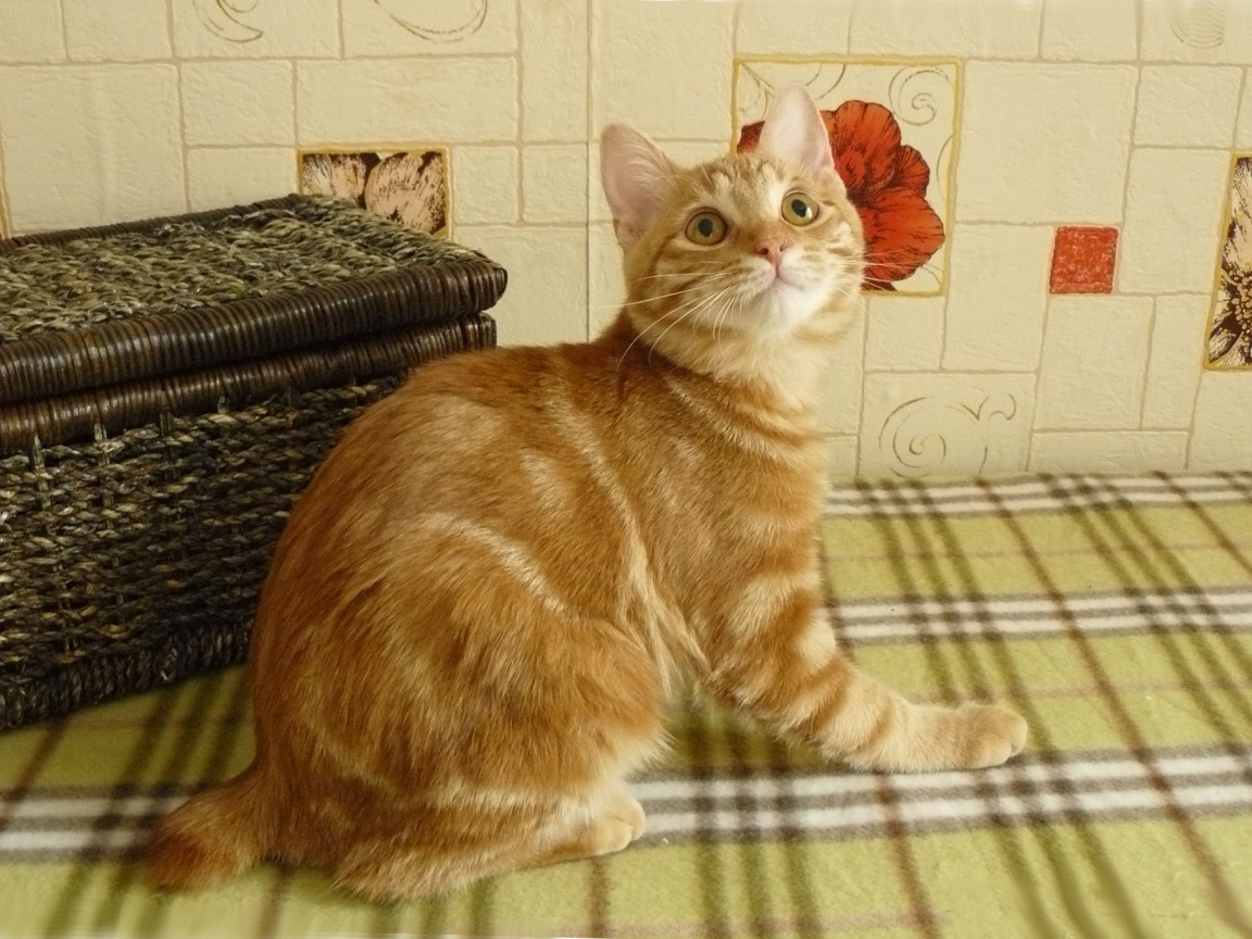 Рыжий курильский бобтейл