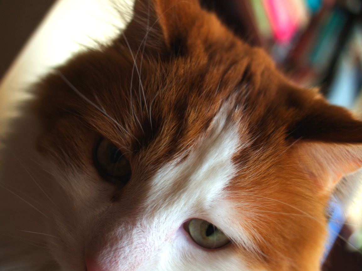 Рыжий турецкий ван