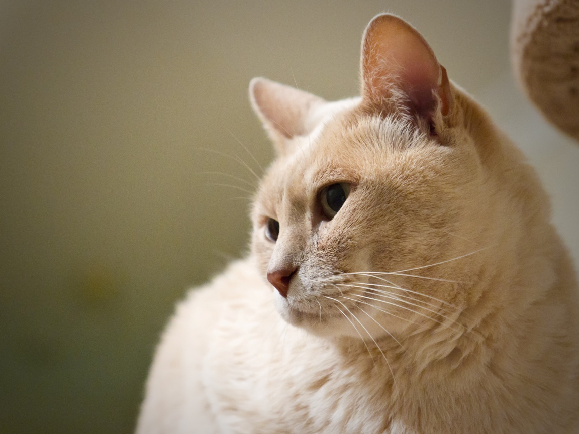 Кот австралийский мист