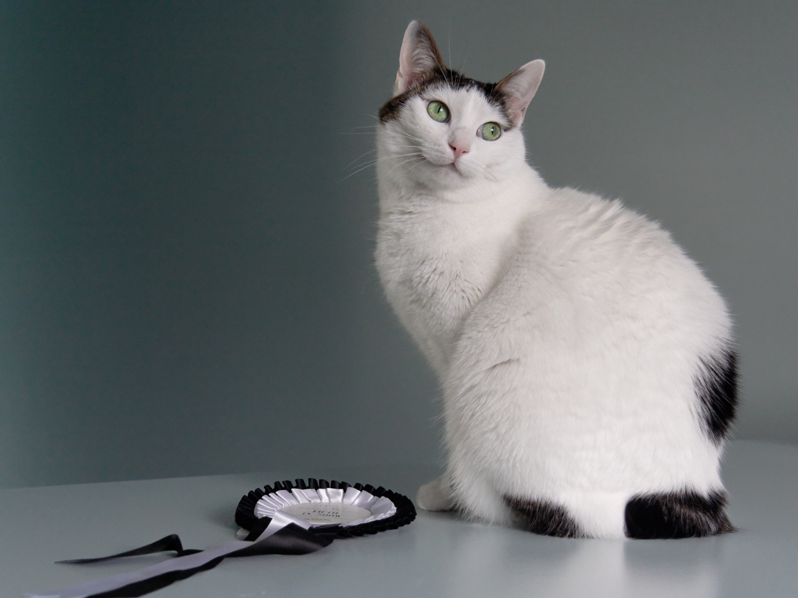 Награда японского бобтейла