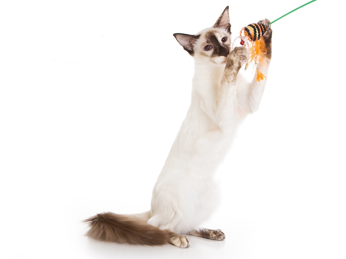 Балийская кошка с игрушкой