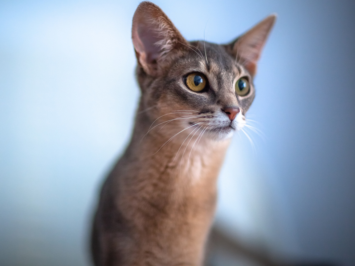 Красивая абиссинка