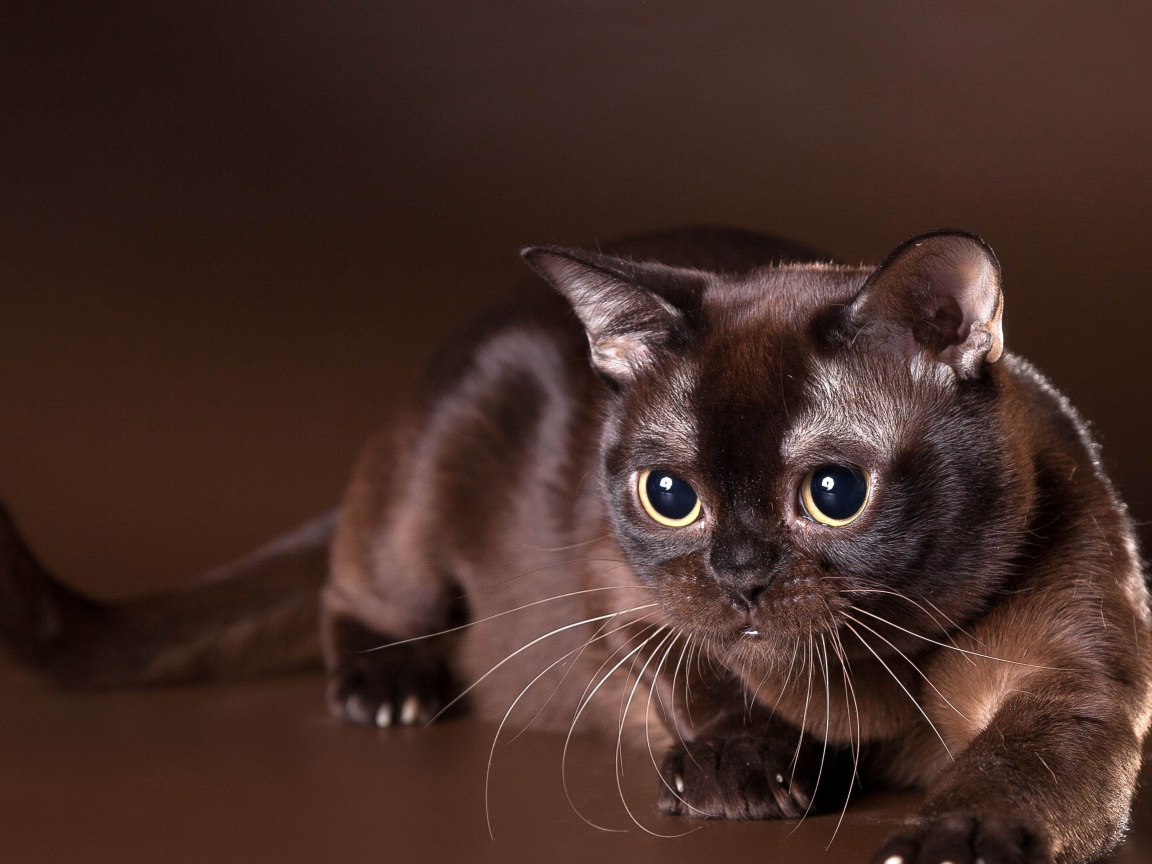 Красивая бурманская кошка