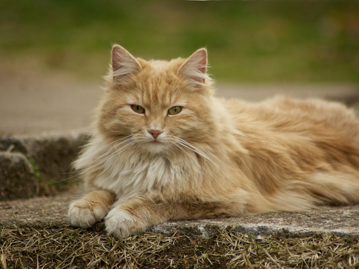 Красивая норвежская лесная кошка