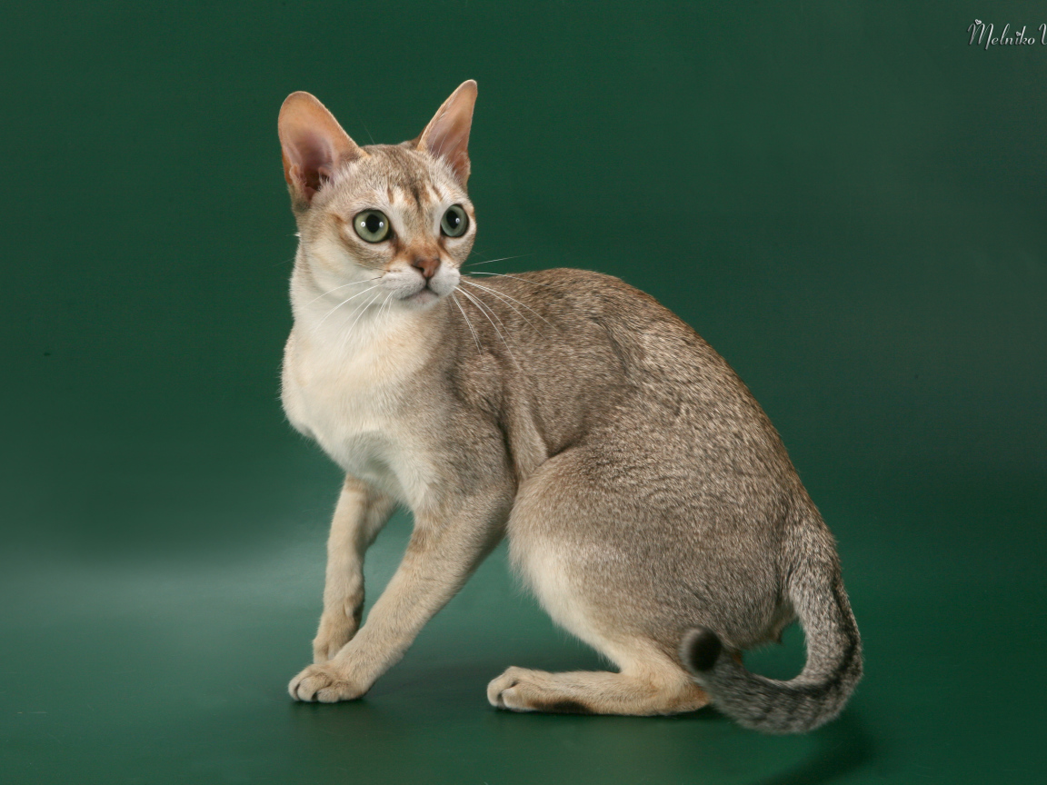 Красивая сингапурская кошка