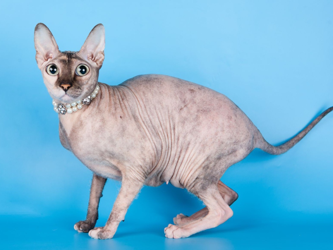 Красивый кот петерболд