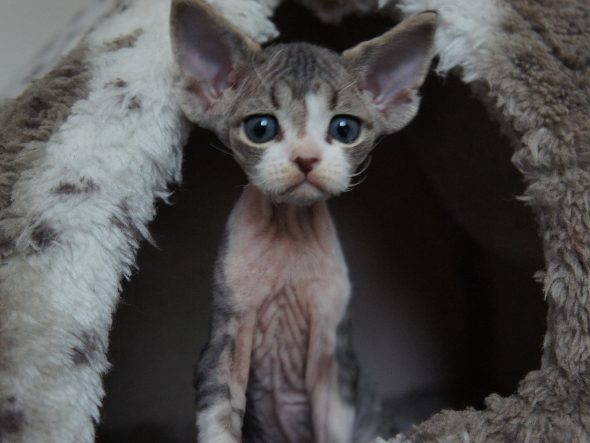 Большеголовый котенок девон-рекс