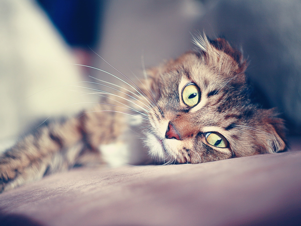 Большие глаза американского керла