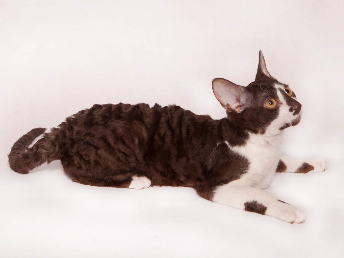 Черно белый корниш рекс