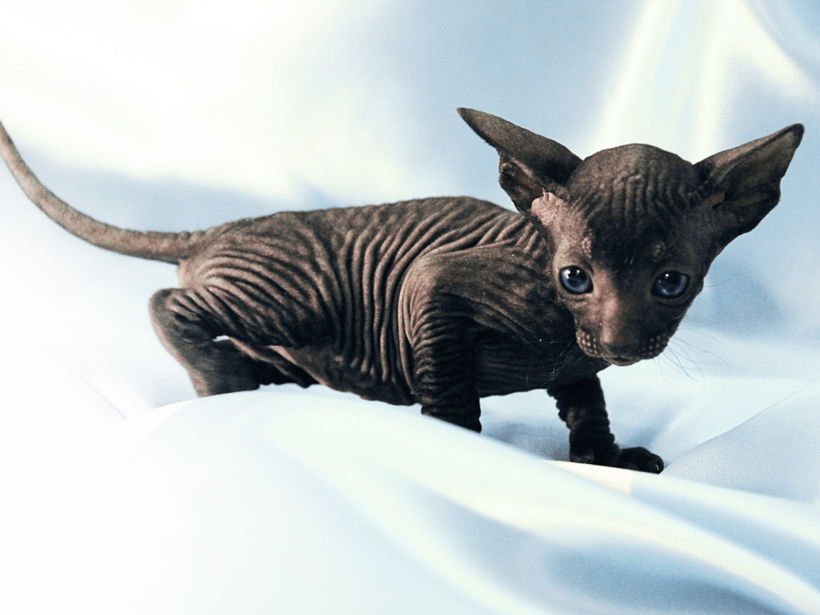 Черный котенок петерболд