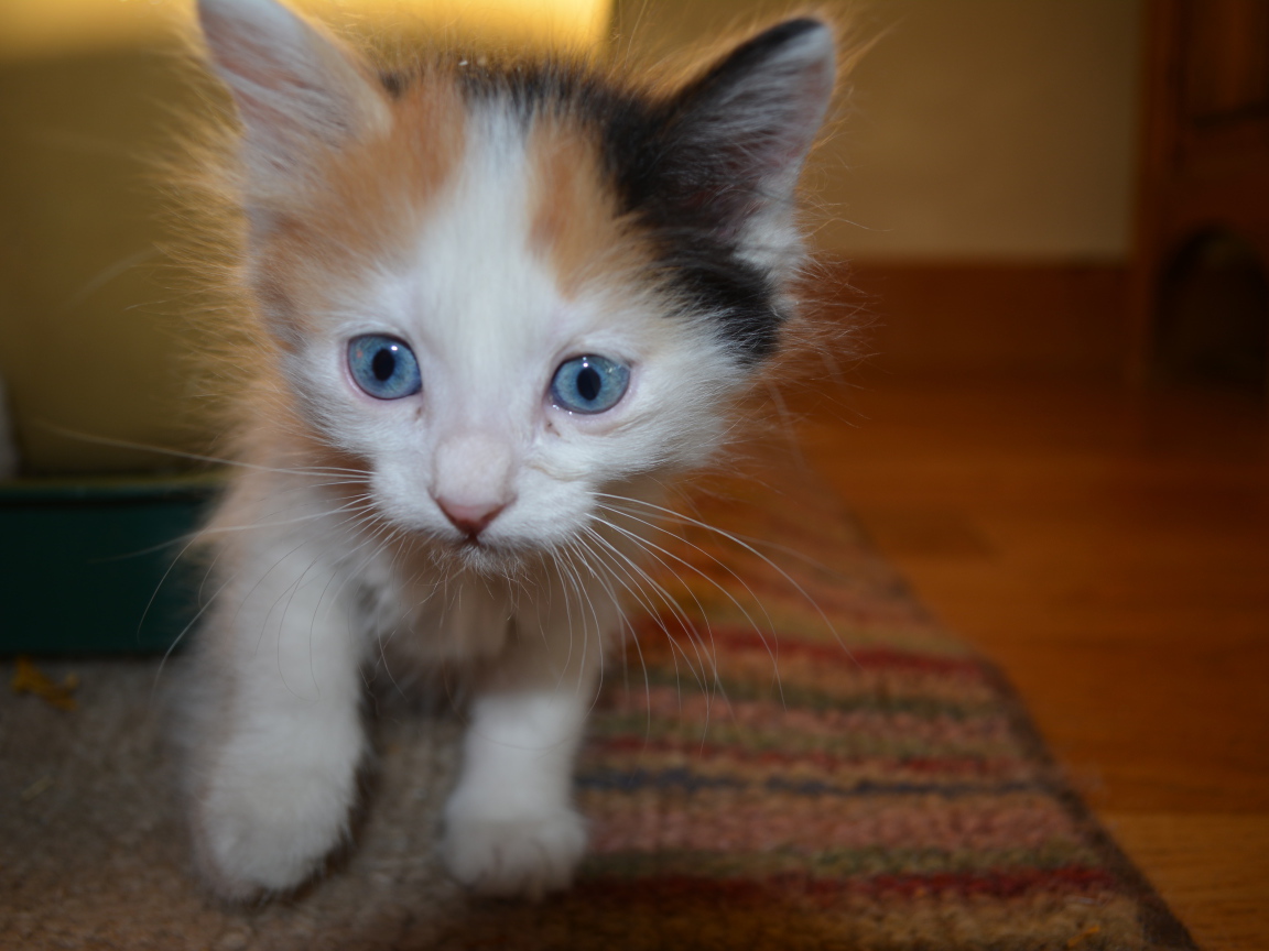 Голубоглазый котенок японский бобтейл