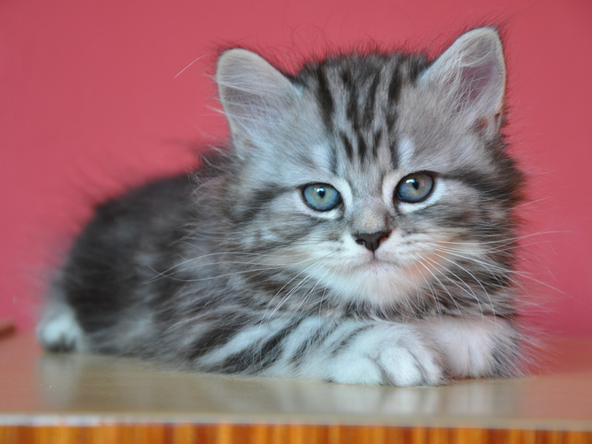 Котенок британской длинношерстной кошки