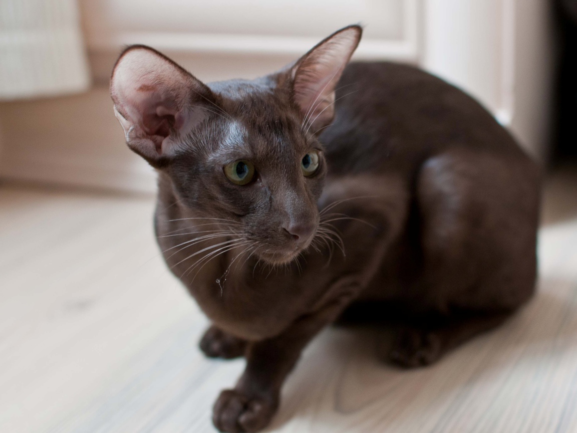 Коричневая ориентальная короткошерстная кошка