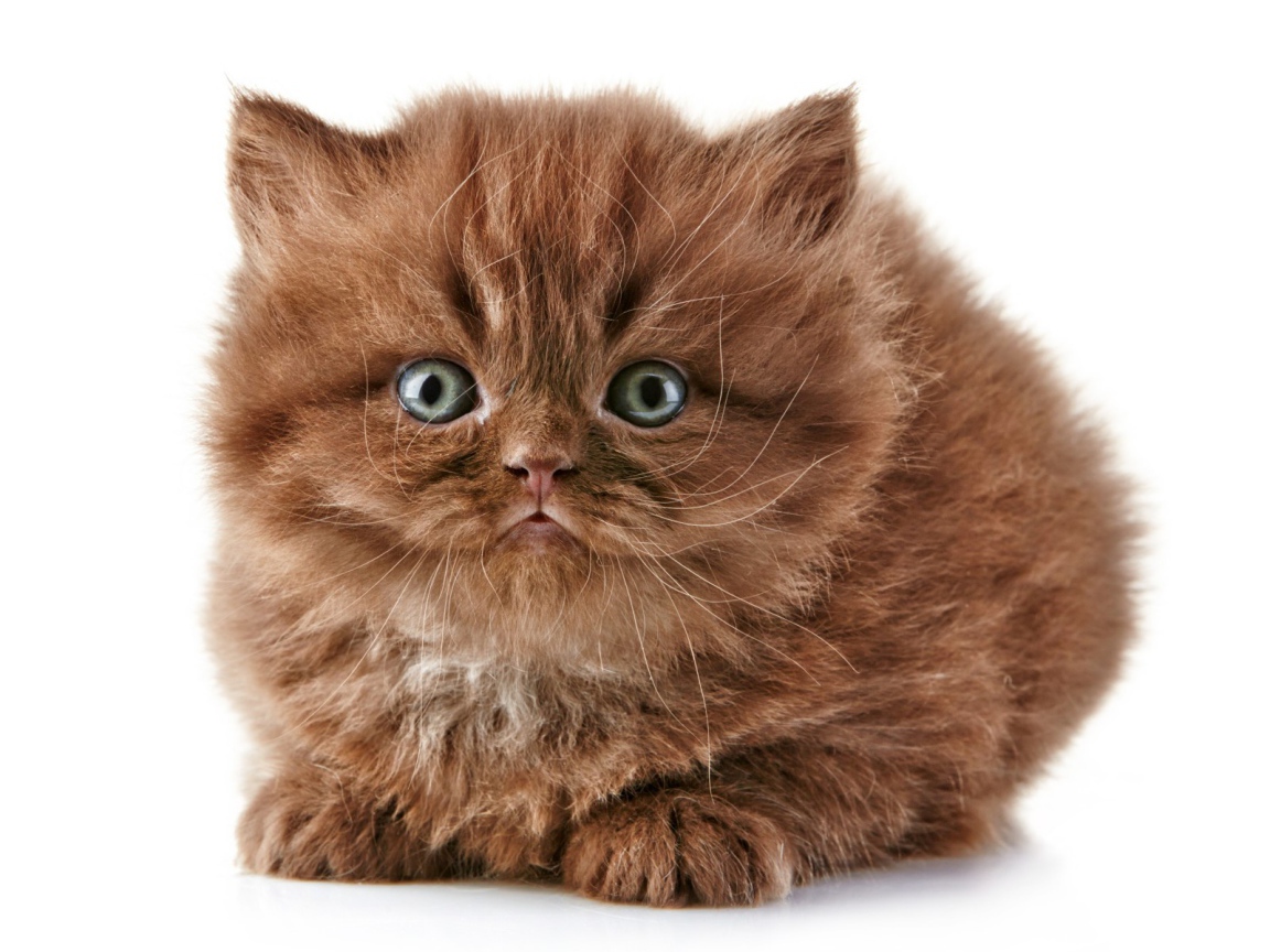 Коричневый котенок британской длинношерстной кошки
