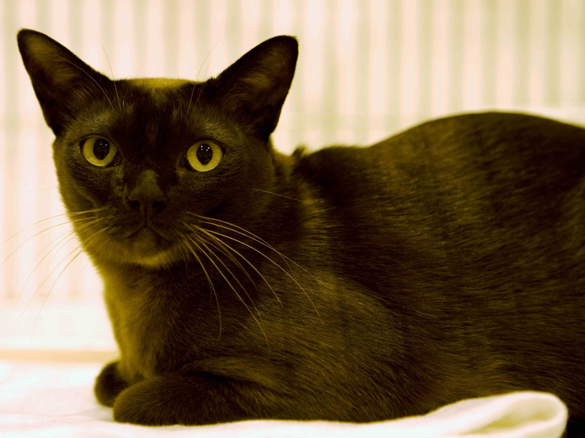 Порода бурманская кошка