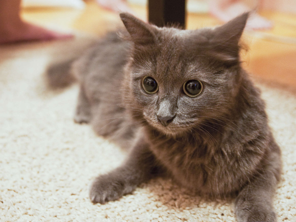 Глаза кота нибелунга