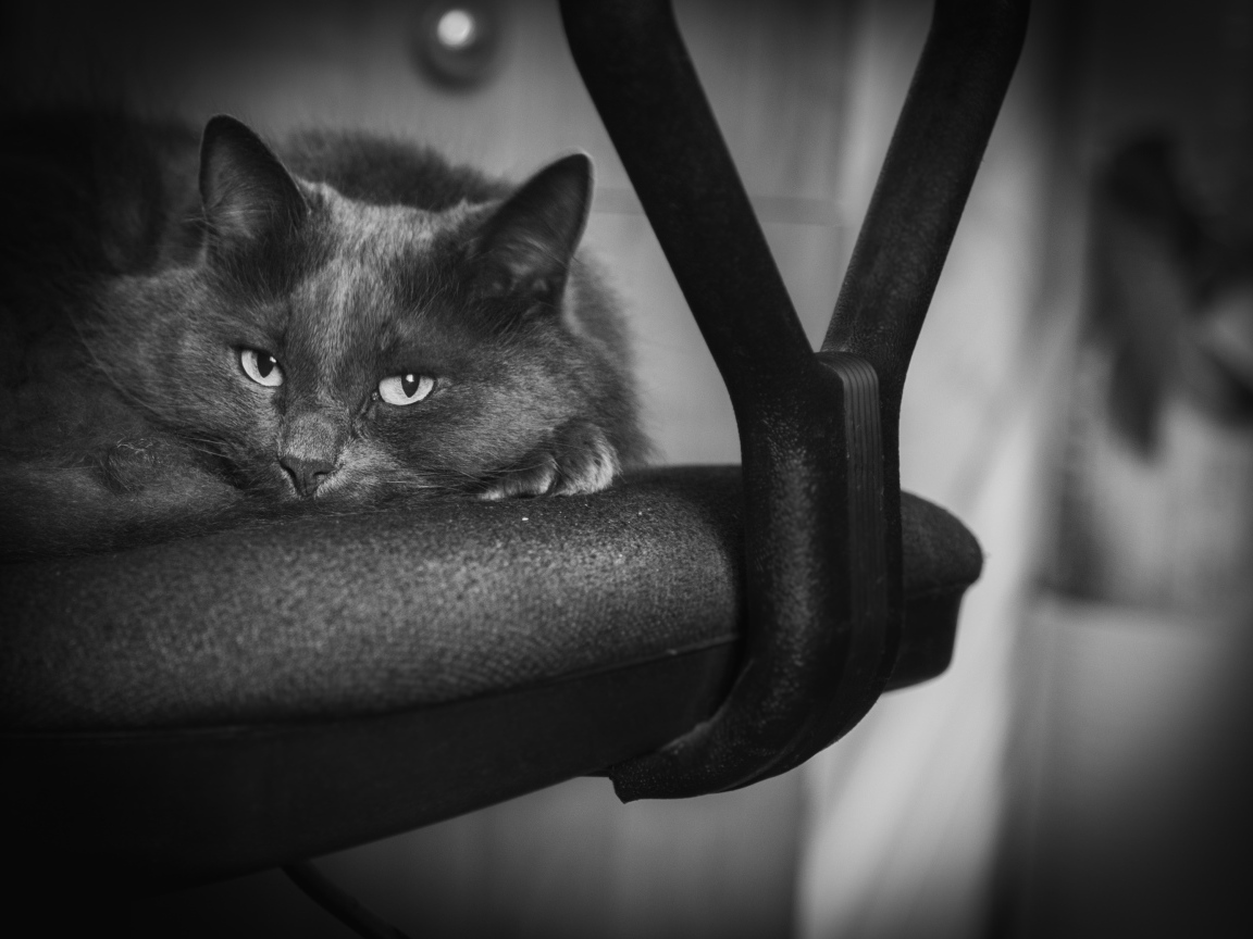 Котик лежит на стуле