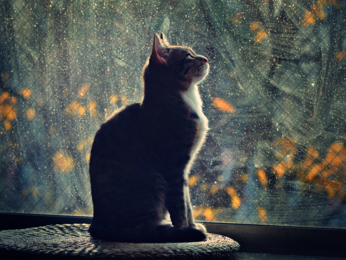 Кот смотрит в окно