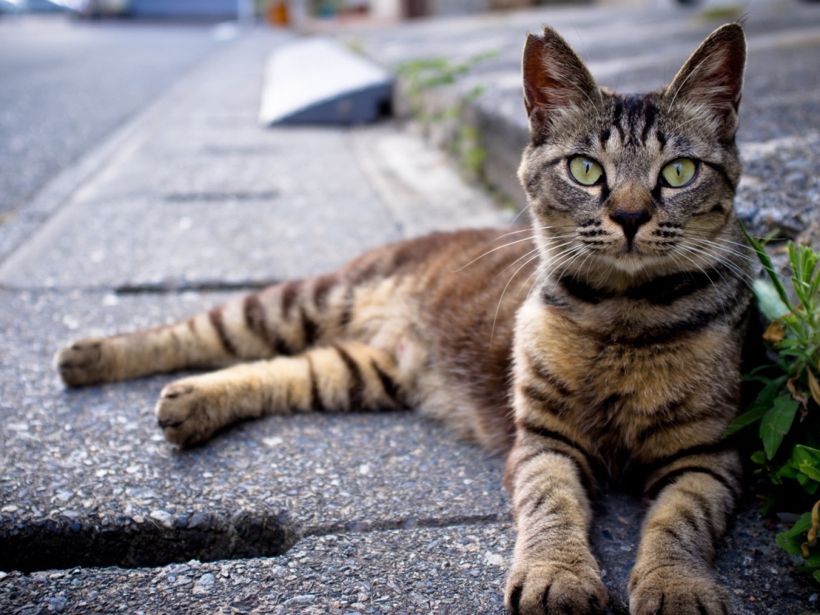 Кот лежит на улице