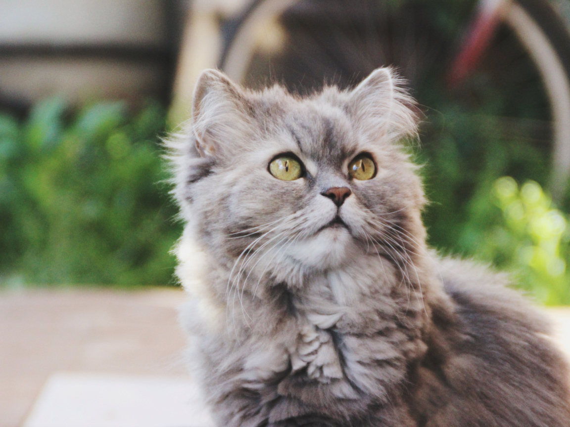 Кошка на улице