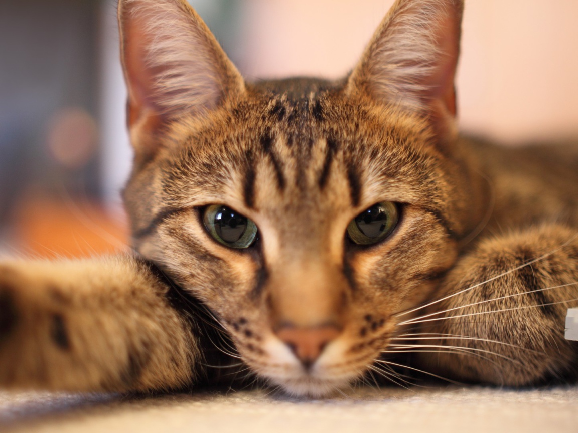 Кот отдыхает