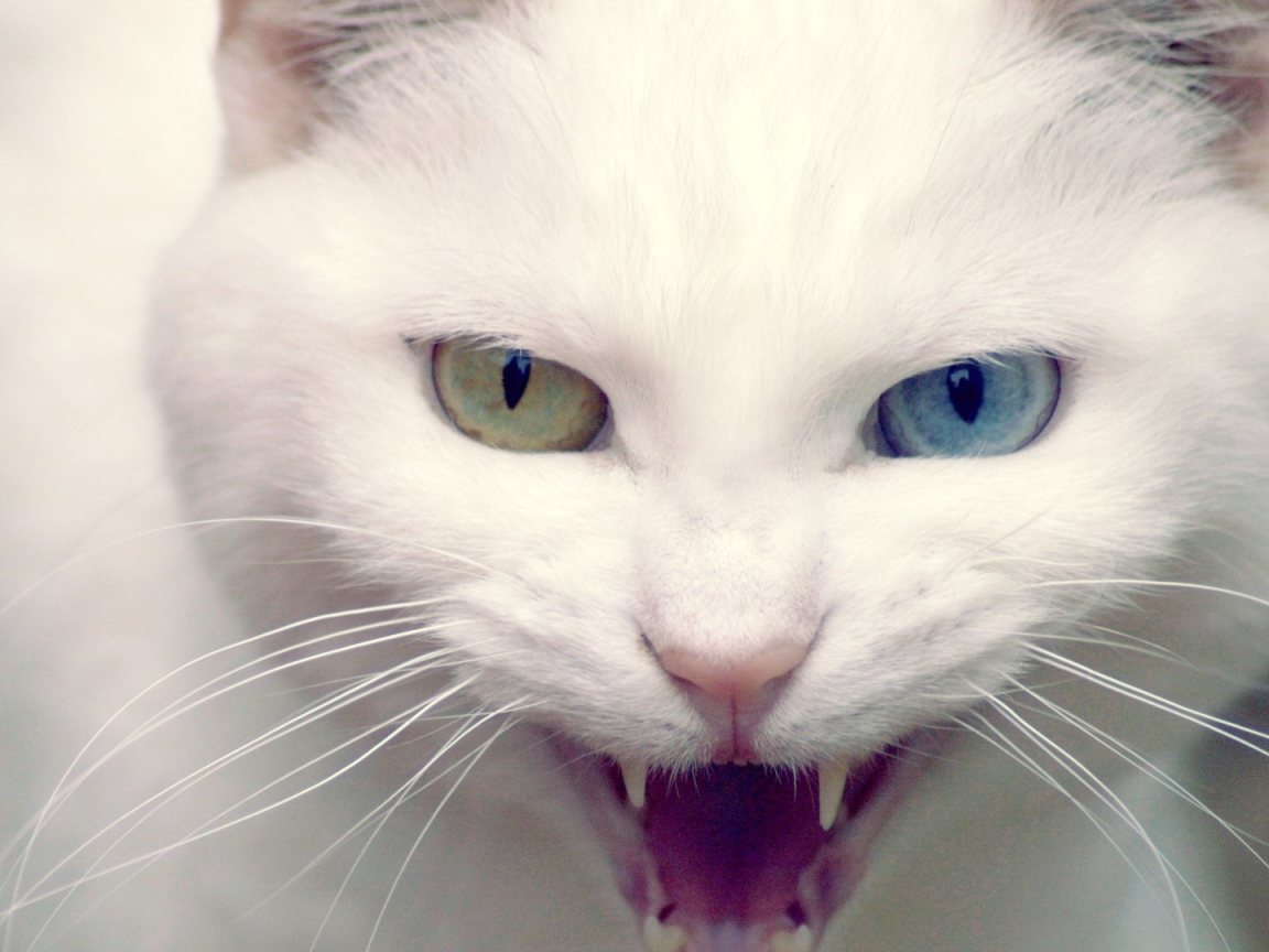 Кошка показывает зубы