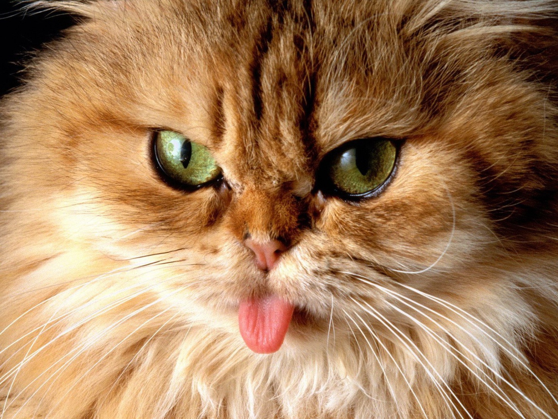 Кот показал язык