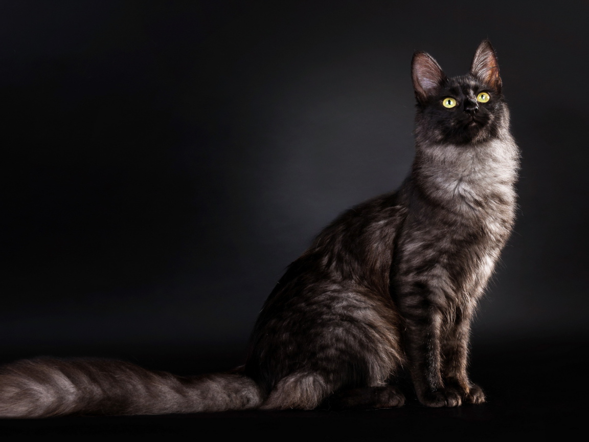 Кошка с пушистым хвостом