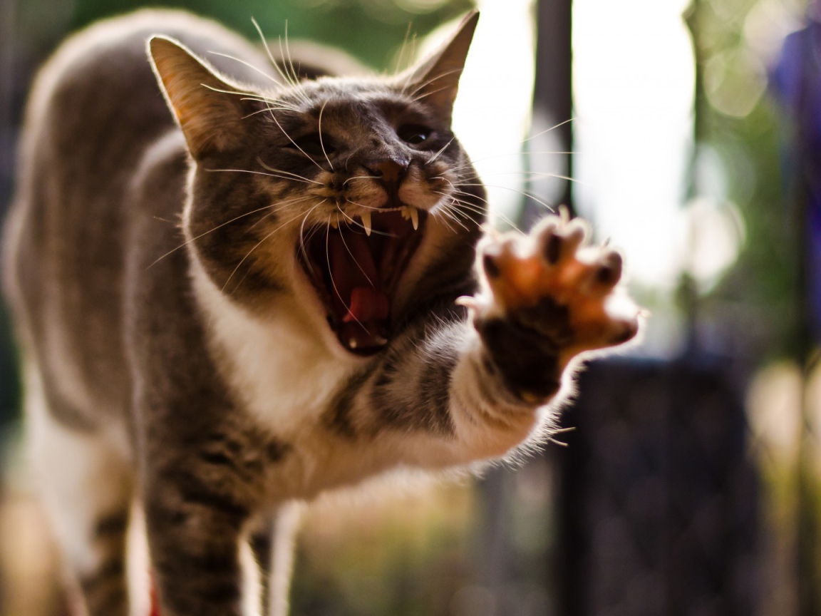 Кот с открытым ртом