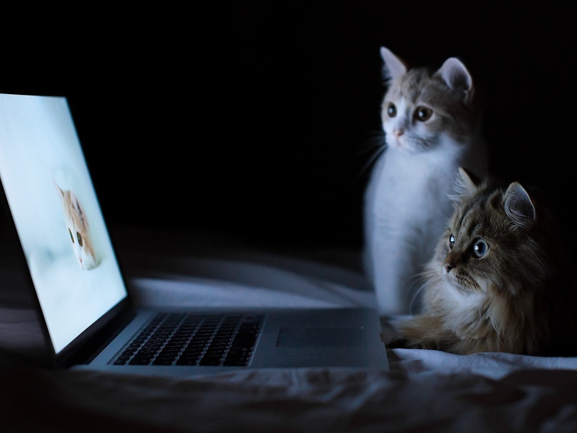Кошки у компьютера