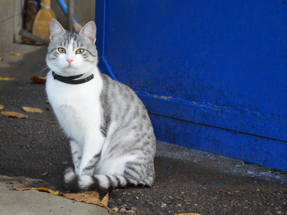 Ошейник у аравийского мау