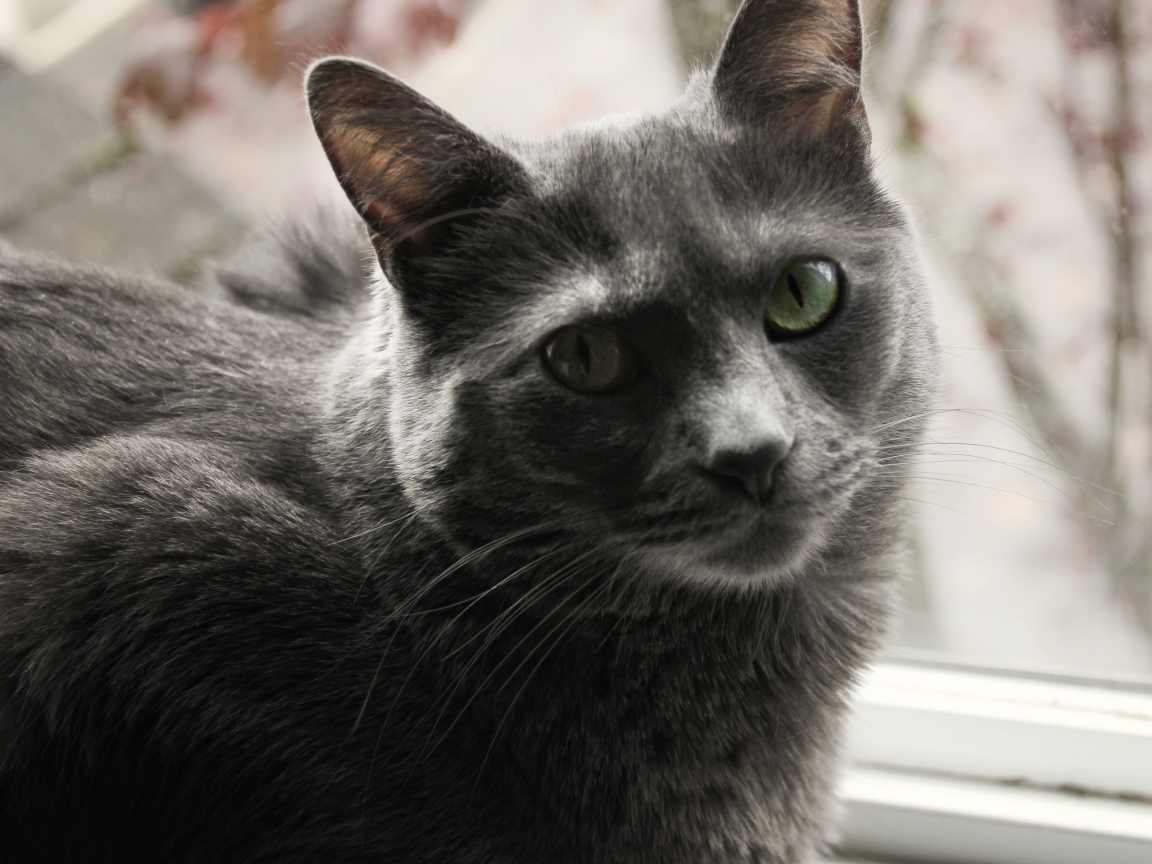 Довольный кот корат