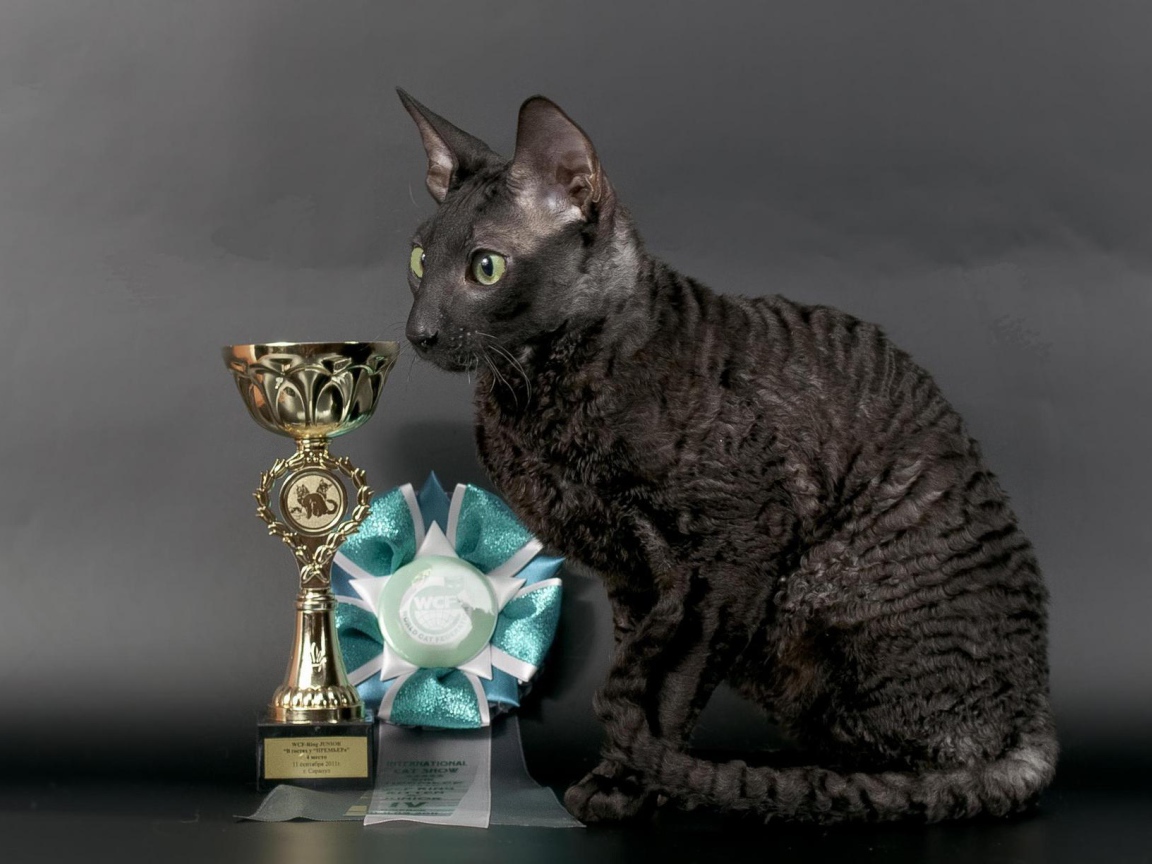 Кот корниш рекс с наградами