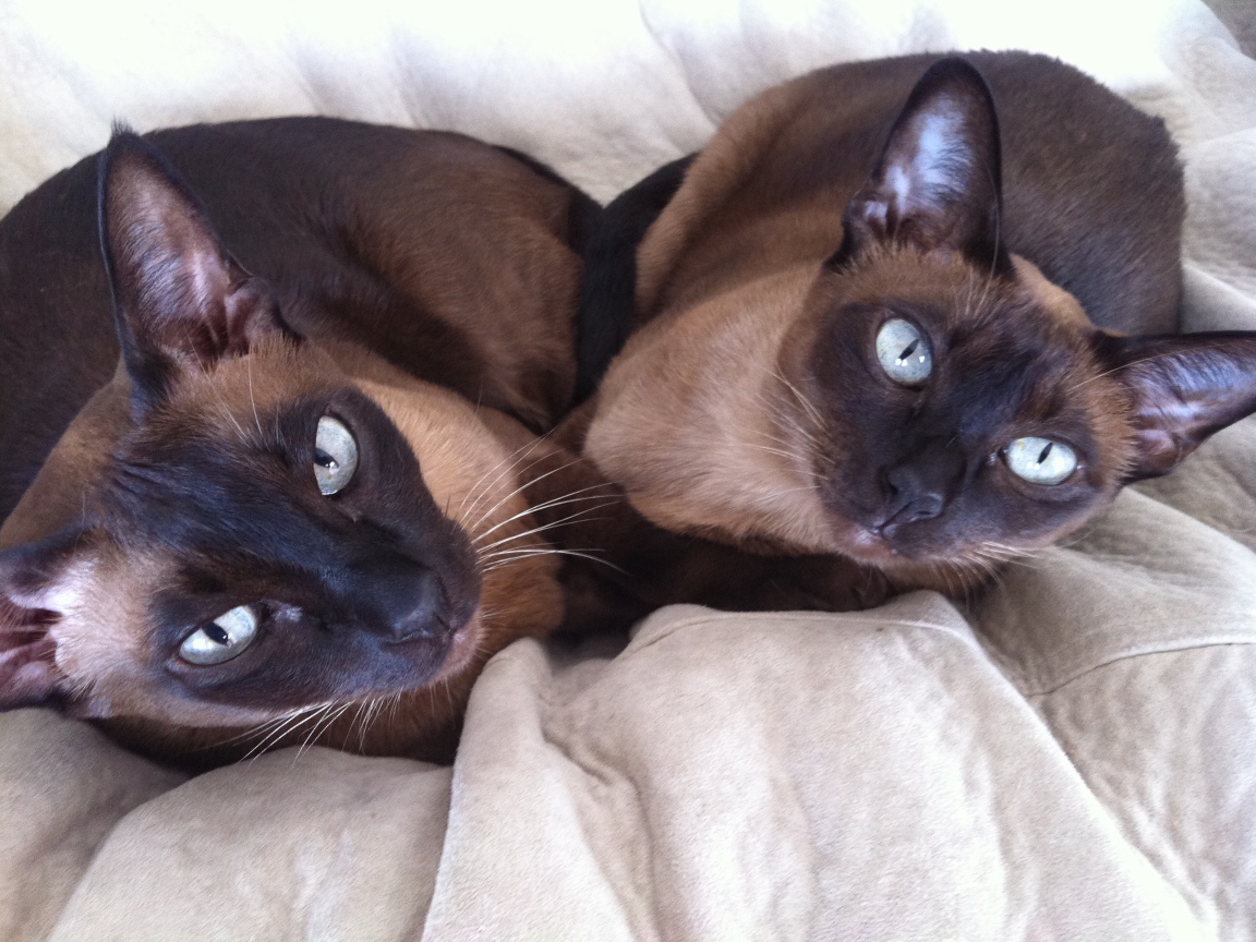 Пара тонкинских кошек