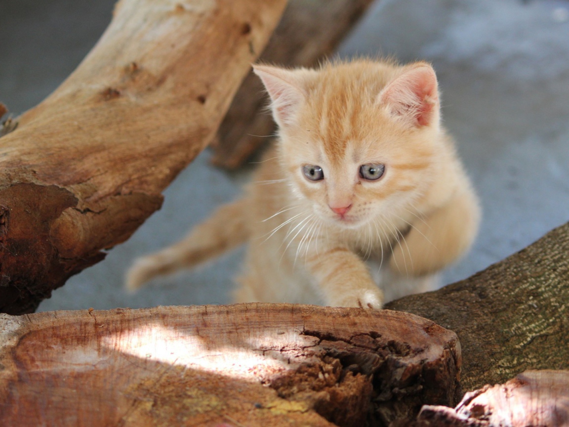 Любопытный котенок