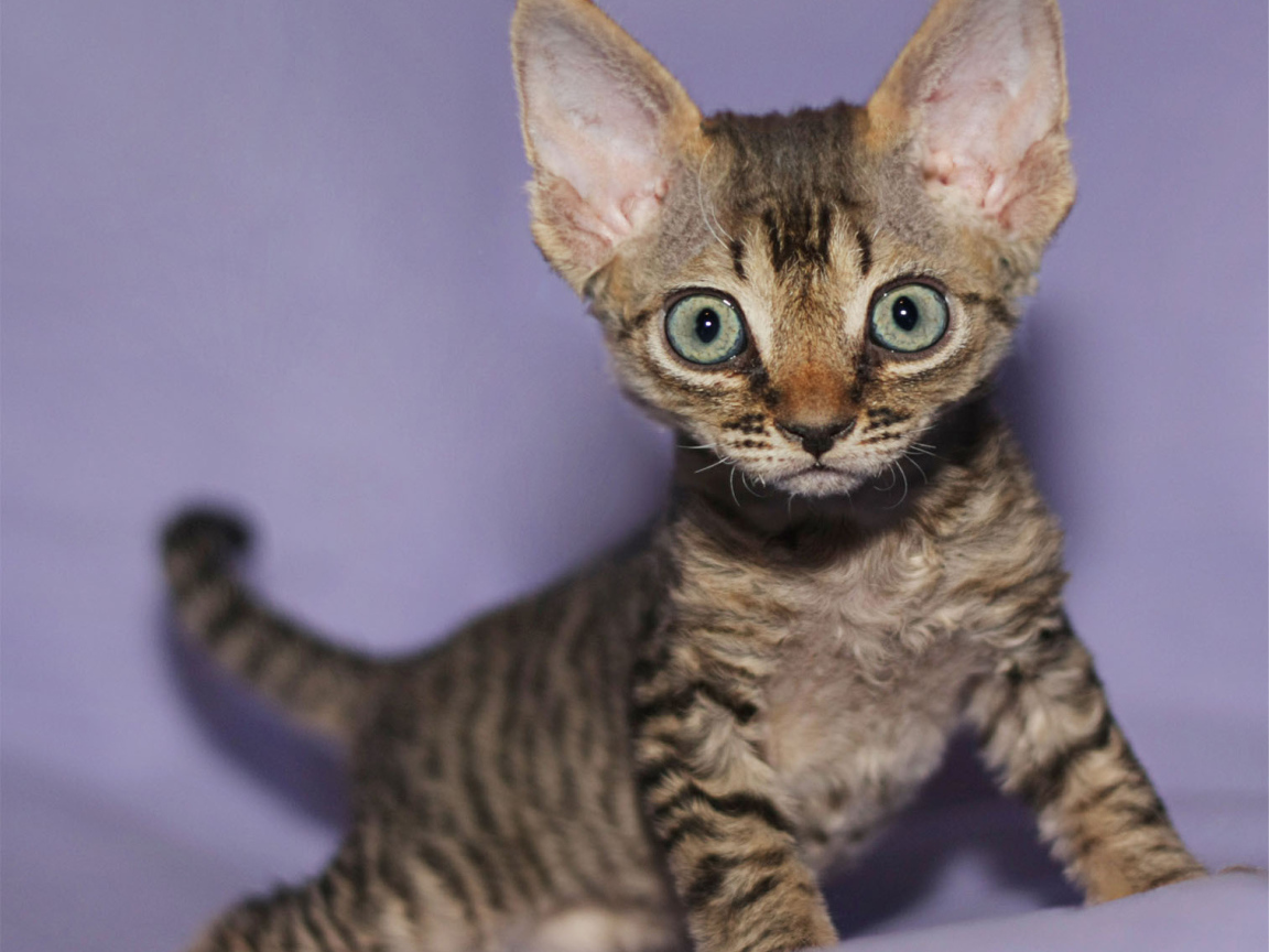 Милый котенок девон-рекс