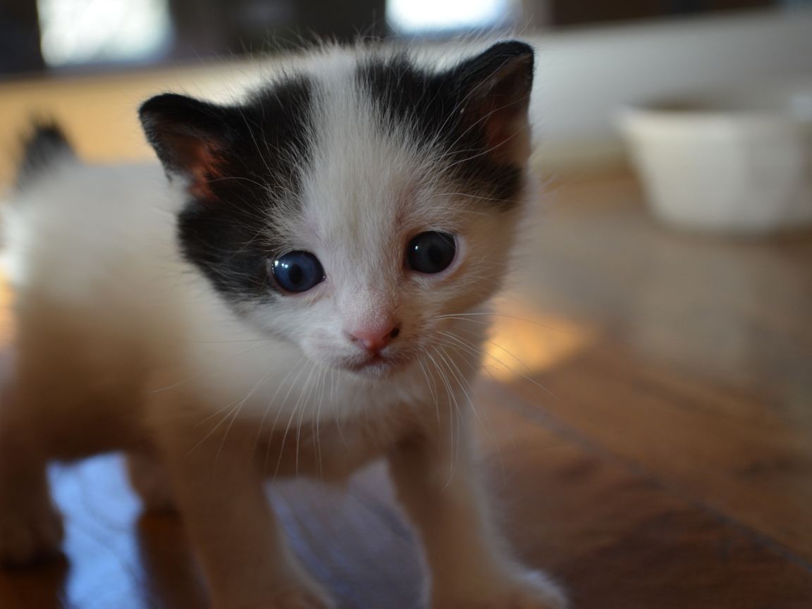 Милый котенок японского бобтейла