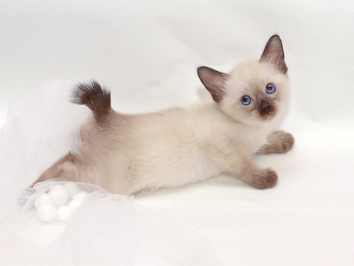 Милый котенок меконгский бобтейл(автор Nelly Shuyskaya)