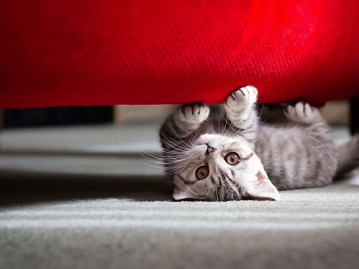 Маленький котик