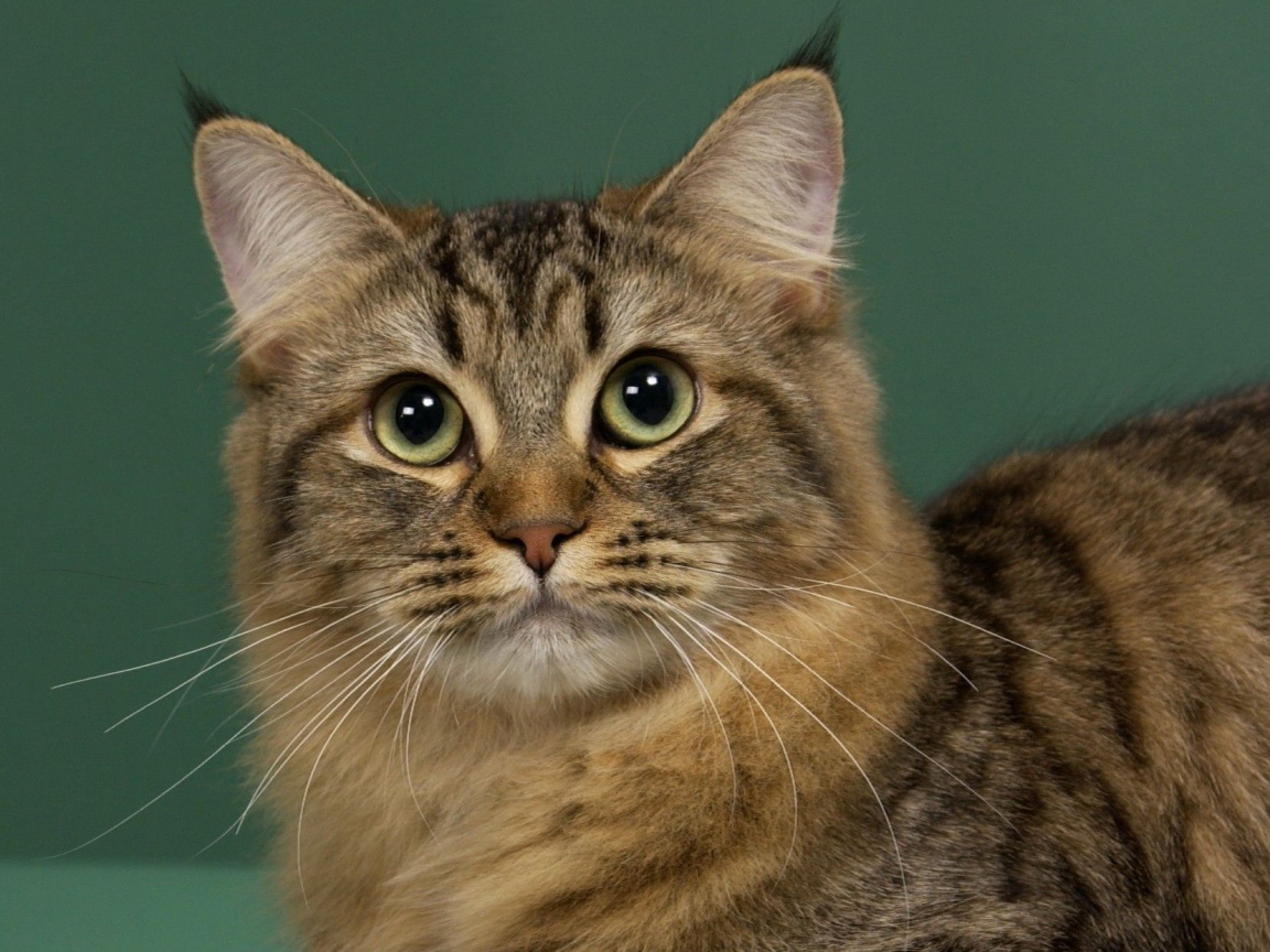 Милашка американский бобтейл