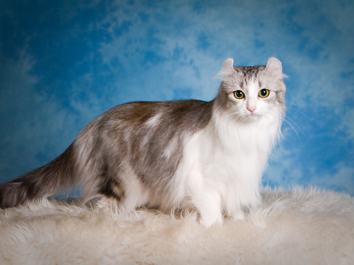 Дорогой кот американский керл