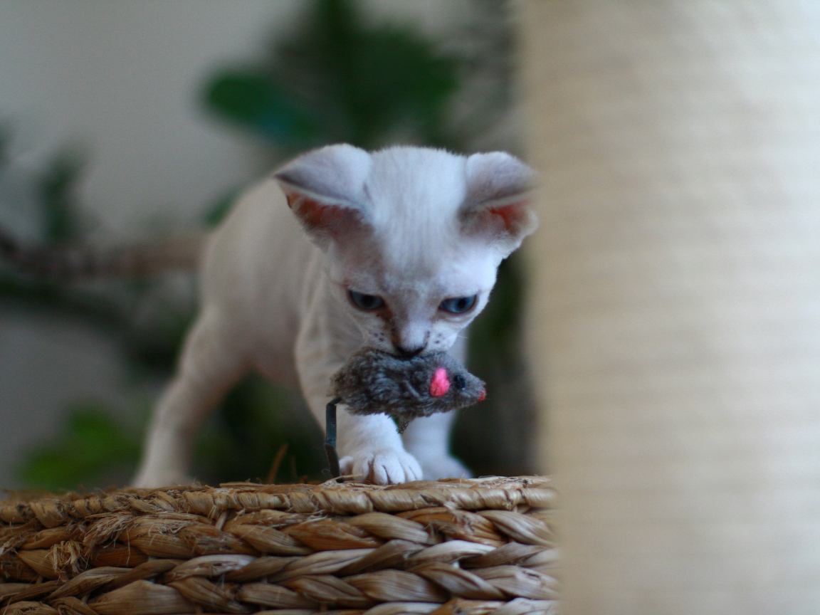 Котенок девон-рекс с игрушкой