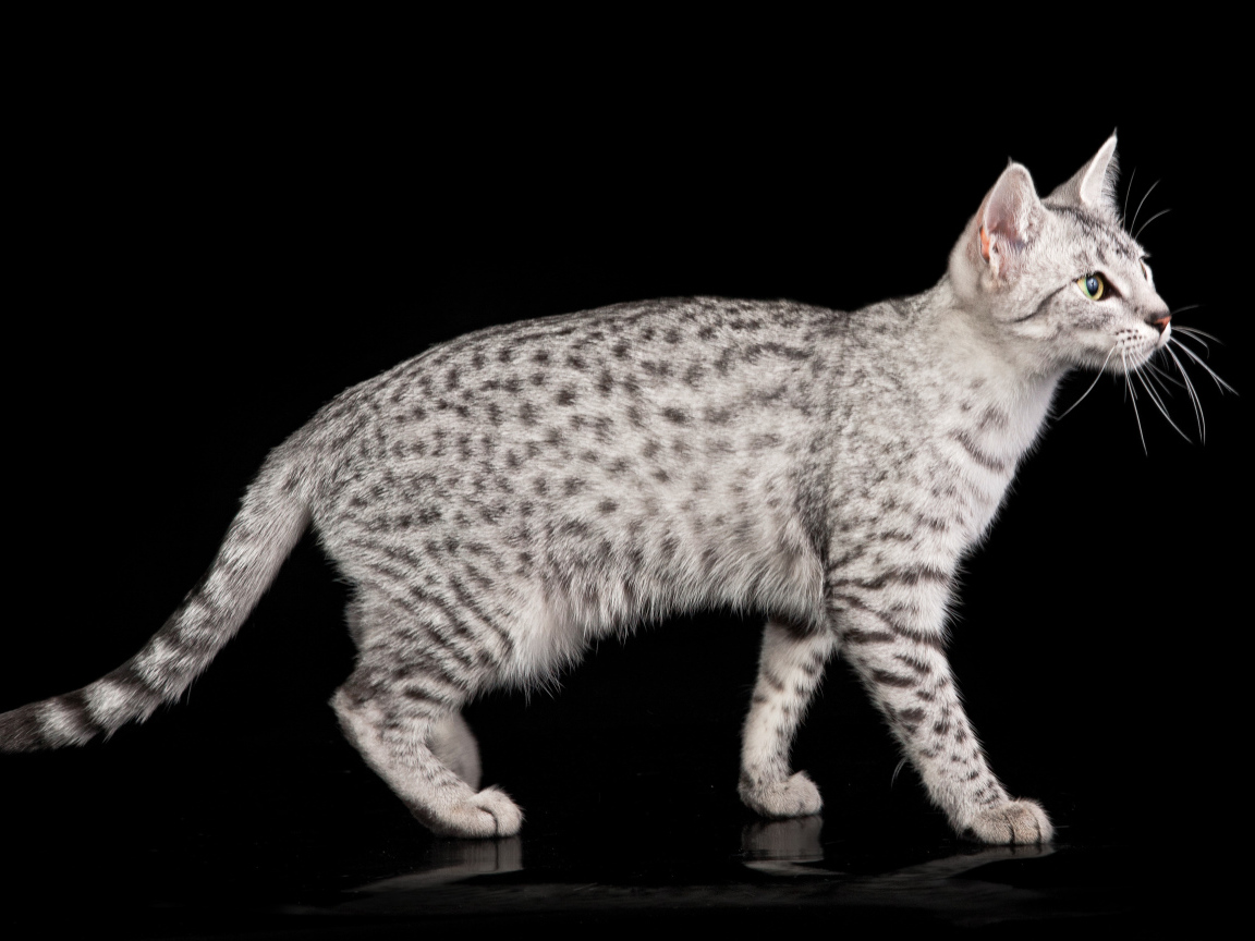 Египетская мау на черном фоне