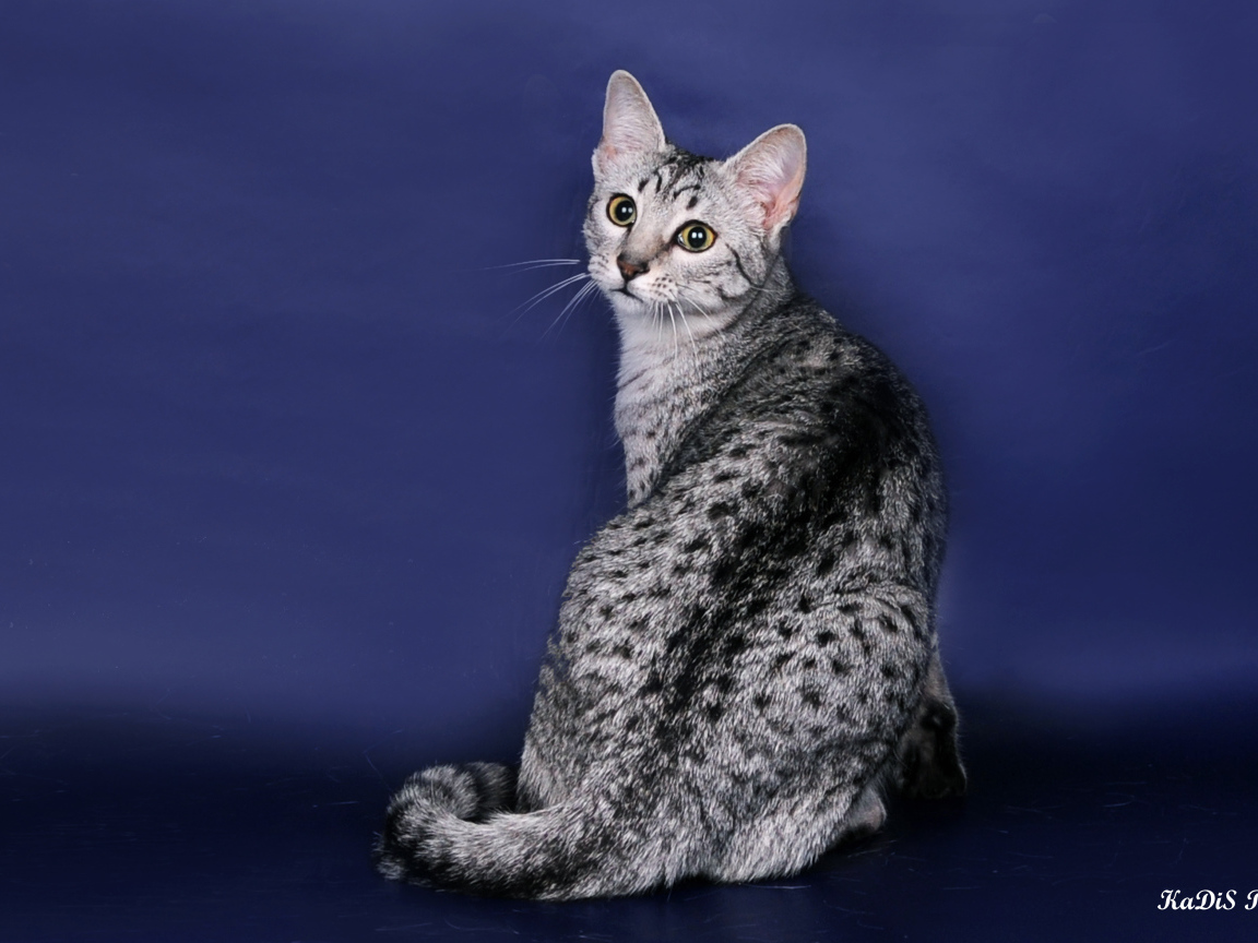 Египетская мау на синем фоне