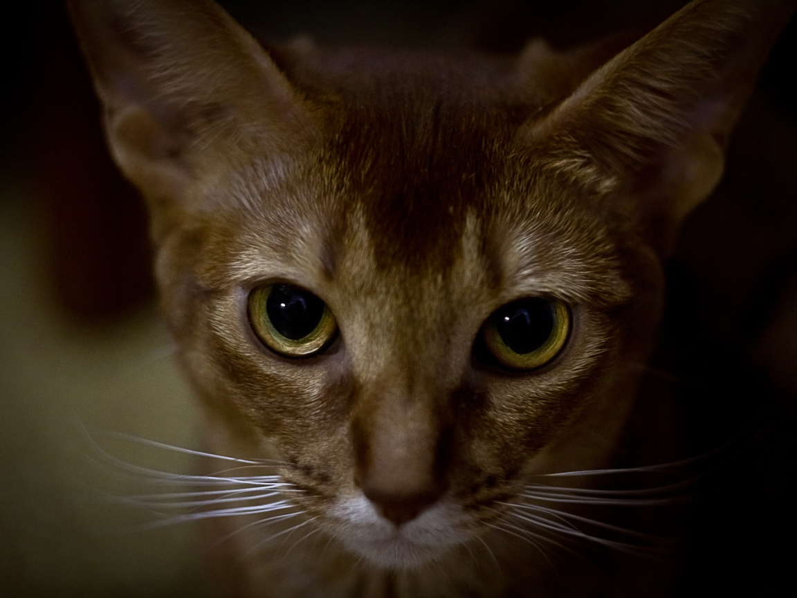 Глаза абиссинской кошки