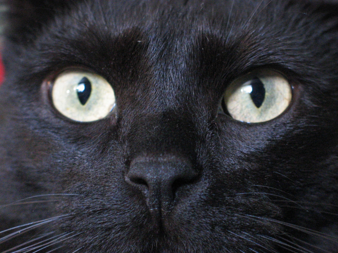 Глаза бомбейской кошки