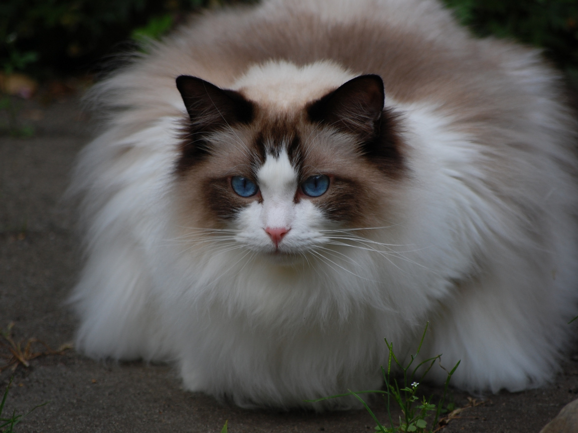 Пушистая кошка рэгдолл